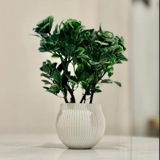 Green Plant for Decoration